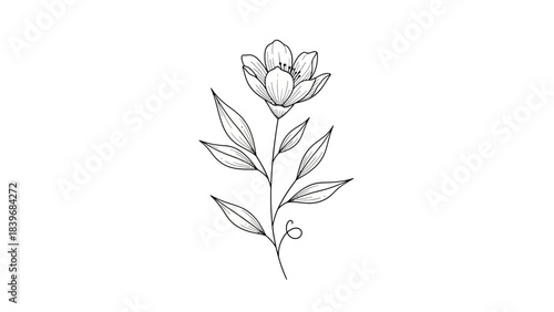Elegant single flower illustration with delicate line art on a plain background