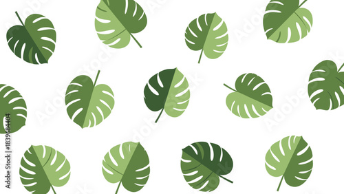 Tropical Monstera Leaf Pattern on White Background for Summer Theme Design