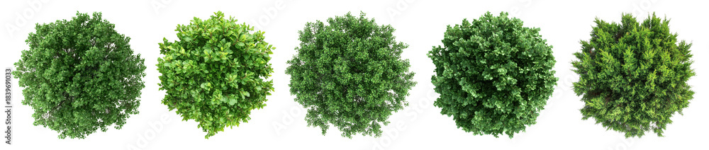 Obraz premium Five lush green bushes aligned