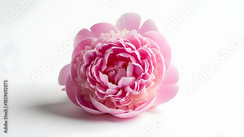 Beautiful single pink peony flower head isolated on white background, vibrant bloom, wedding, spring, luxury, nature
