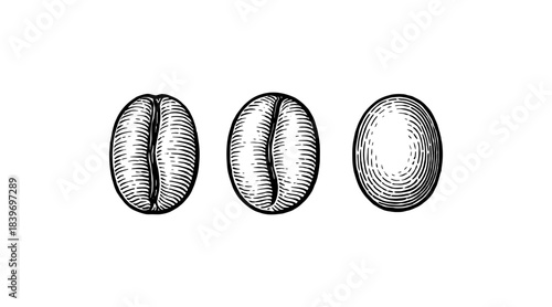 Detailed illustration of coffee beans in various stages of development