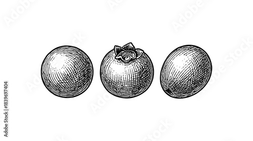 Detailed hand-drawn illustration of blueberries in various perspectives