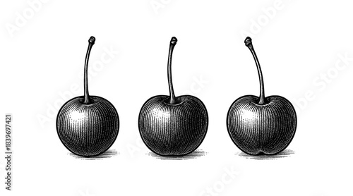 Engraved illustration of three cherries with stems on a white background