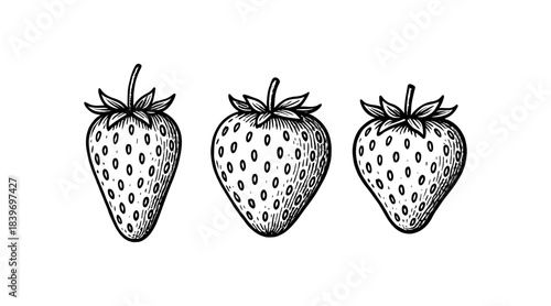Hand-drawn illustration of three strawberries in a row, isolated on white background