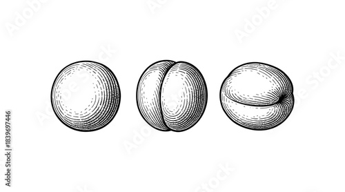 Engraved illustration of a peach in three different views on white background