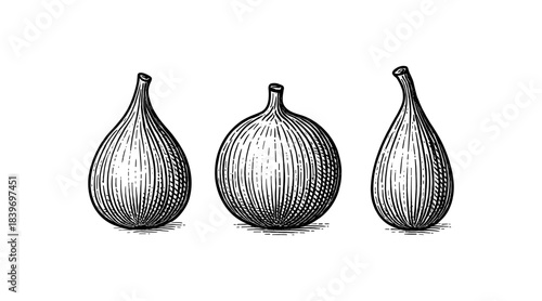 Detailed illustration of three figs in a vintage engraving style