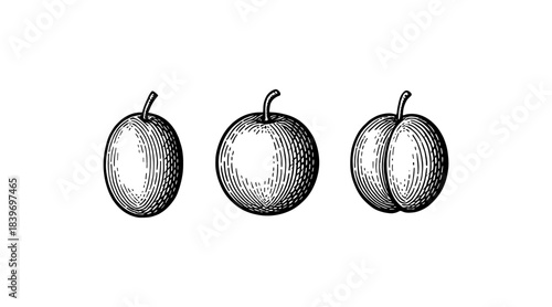 Detailed vintage illustration of three plums in different perspectives