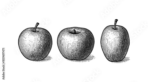 Three detailed engraved apples in a row, isolated on a white background