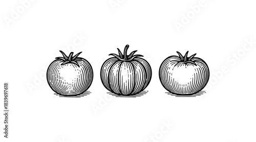 Three detailed vintage tomato illustrations in black and white on a white background