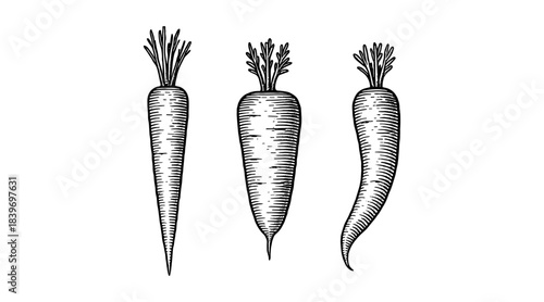 Detailed Illustration of Carrots in a Classic Engraved Style