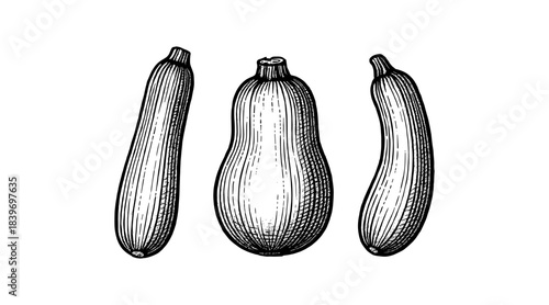 Detailed illustration of three zucchini vegetables in a vintage engraving style