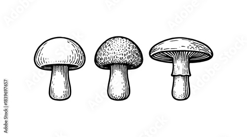 Detailed illustration of three different mushroom varieties in a row