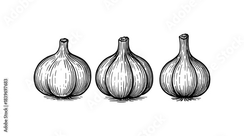 Detailed illustration of three garlic bulbs in a vintage engraving style