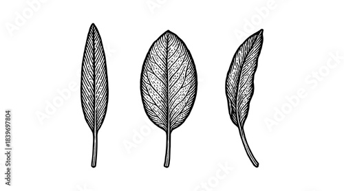 Detailed botanical illustration of three sage leaves in a line