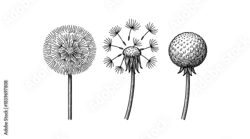 Detailed black and white illustration of dandelion flowers on white