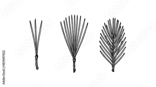 Detailed illustration of pine needles in a minimalist black and white style