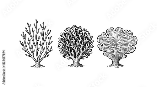 Detailed black and white illustrations of three stylized trees on white background