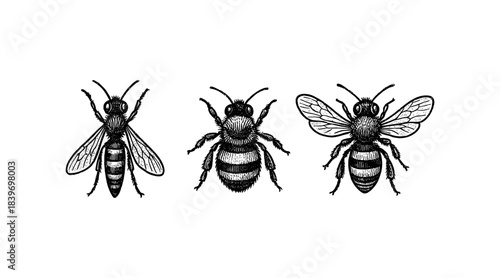 Detailed illustration of three honeybees in a vintage engraving style