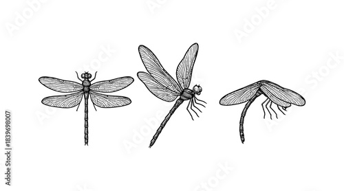 Detailed dragonfly illustrations in black and white on a clean white background