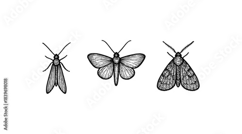 Detailed hand-drawn illustration of three moths in black and white