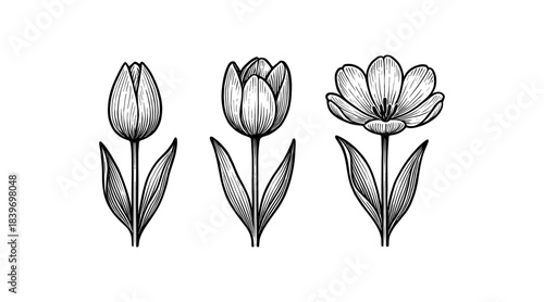 Elegant tulip flower illustrations in black and white, perfect for design projects
