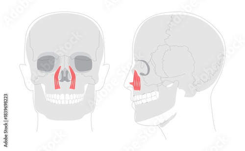 Levator labii superioris - Illustrated human facial muscle that elevates the upper lip, depicted in labeled diagram important for facial motion study and medical training.