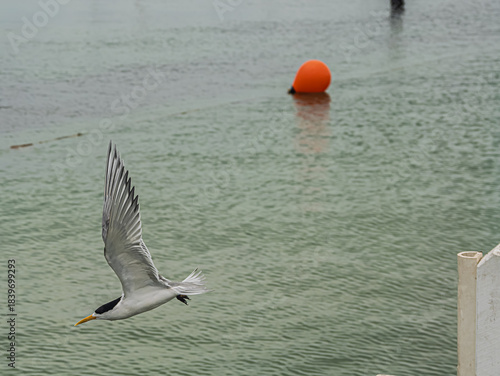 Nice Tern Dives Off The Pier.