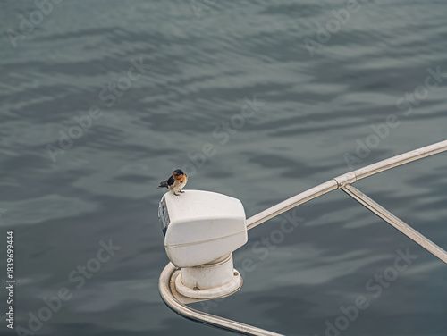 Swallow Sits On Navigation Light