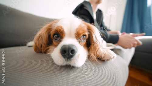 Sweet animal finds comfort while lounging peacefully indoors