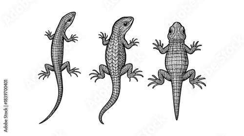 Detailed Pen and Ink Illustration of Three Lizards in Different Poses