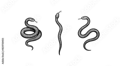 Detailed illustration of three snakes in a vintage engraving style
