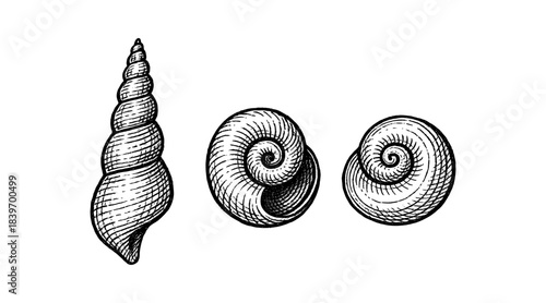 Detailed pen and ink illustration of three seashells on a white background