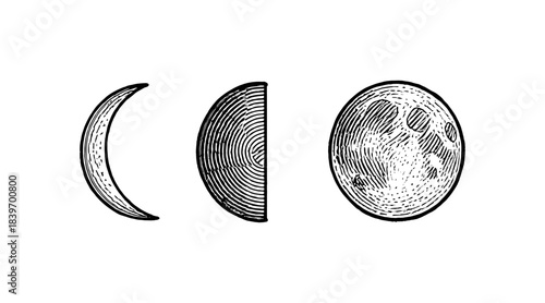 Engraved illustration of the phases of the moon on a white background