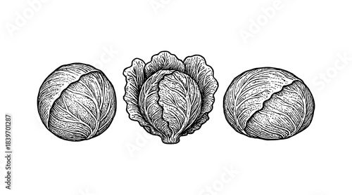 Detailed cabbage illustration in a vintage engraving style, perfect for design projects