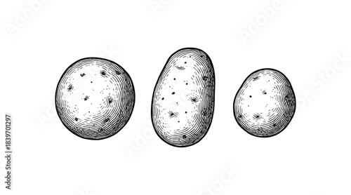 Detailed illustration of three potatoes in a vintage engraving style