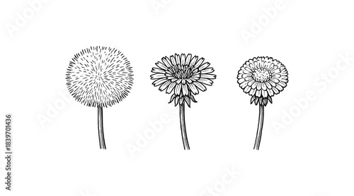 Detailed black and white illustration of dandelion flowers in various stages
