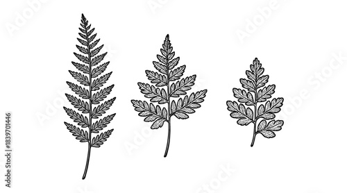 Detailed botanical illustration of three fern fronds in black and white