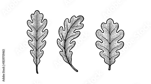 Detailed hand-drawn illustration of oak leaves in black and white
