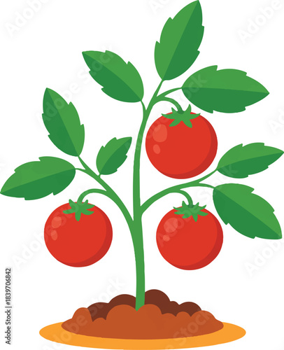 vector illustration of tomato