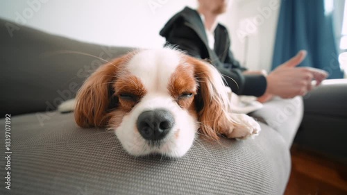 Tranquil scene with tired dog near its owner in cozy surroundings