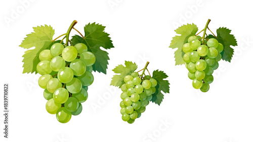 set of green grapes
