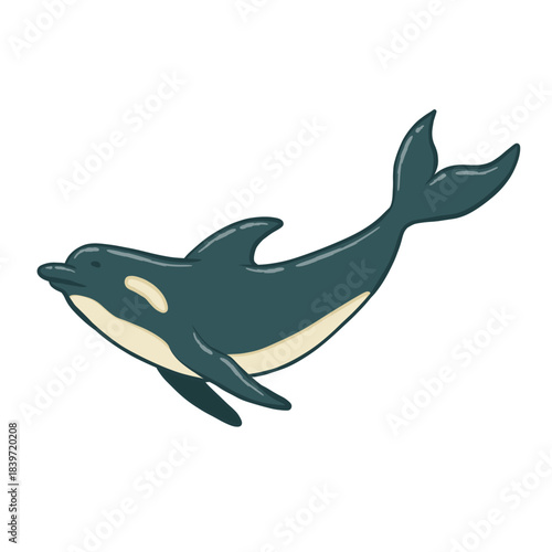 illustration of a dolphin