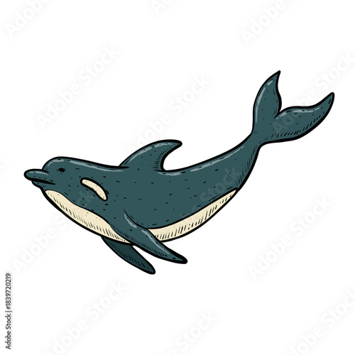 illustration of a dolphin