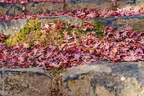 紅葉した楓の落ち葉と石階段　2025年12月5日 撮影（奈良市）