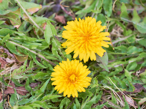 地面に元気に咲く二輪のたんぽぽの花