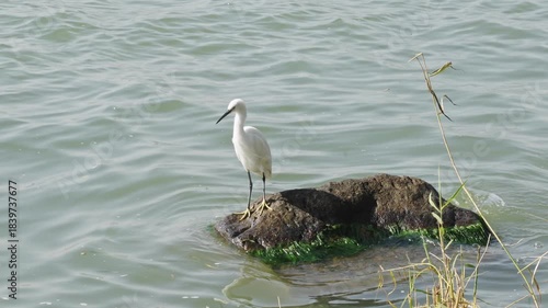 A white egret stands gracefully by the water's edge