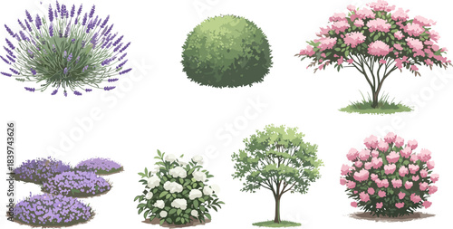 Identical Pair of Spring Deciduous Trees with Pink Flower Clusters and Green Leaves Isolated Vector Illustration