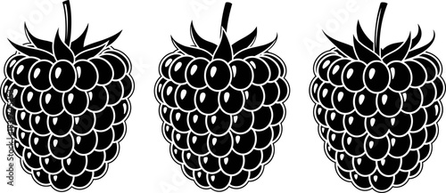 Detailed black and white raspberry fruit vector illustration in bold graphic style, ideal for food packaging, organic labels, botanical designs, and fresh berry branding