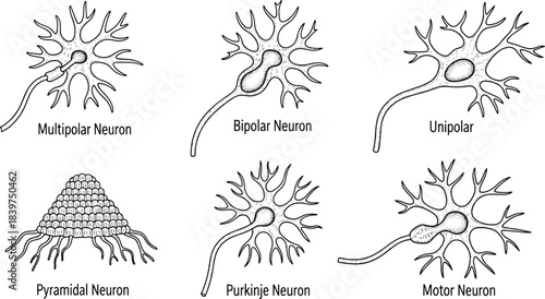 Hand-drawn anatomical illustration of major neuron types