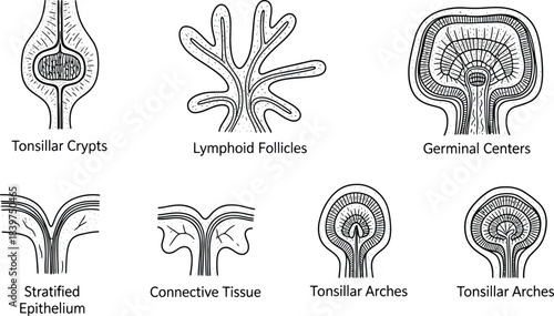 Hand-drawn tonsil anatomy with crypts, follicles, epithelium, and tonsillar arches